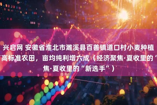 兴启网 安徽省淮北市濉溪县百善镇道口村小麦种植户—— 有了高标准农田，亩均纯利增六成（经济聚焦·夏收里的“新选手”）